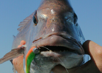 Yakkers get go ahead for Snapper Classic